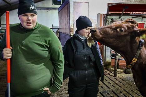 Ville Puhakka ja Kaisa Peura tekevät pihattonavetan työt yhdessä. Lehmä on tullut tervehtimään emäntäänsä.