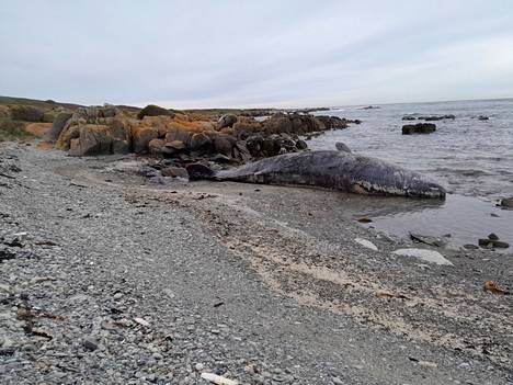 Valas makasi rannassa King Islandilla Tasmaniassa 20. syyskuuta.