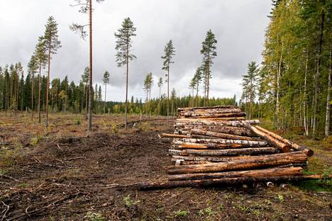 Metsiä on Suomessa hakattu viime vuosina ennätyksellisen paljon metsäteollisuuden käyttöön ja energiaksi. Samaan aikaan ilmastonmuutosta hillitsevä metsien hiilinielu on heikentynyt merkittävästi.