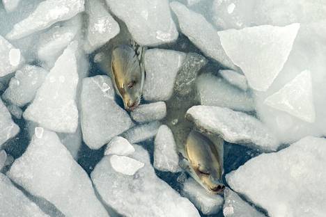 The krill seals living in Antarctica took the daylilies among the ice floes.