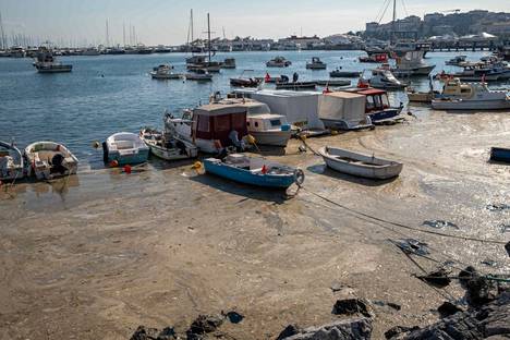 Kesäkuun 4. päivä Istanbulin Marmaranmeren rannikko oli peittynyt ruskeaan kasvilimaan. Lima uhkaa meren kasvi- ja eliölajien monimuotoisuutta.