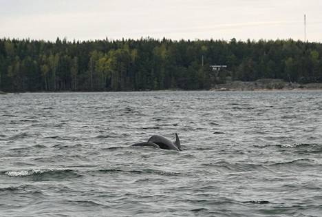 Pullokuonodelfiini Kemiönsaaren edustalla torstaina.