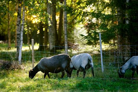Lampaat hoitavat ympäristöä ja ylläpitävät maiseman monimuotoisuutta.