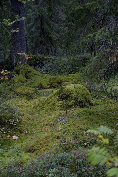 Metsänpohjaa Alaisenjärven metsissä Pirkanmaalla. 
