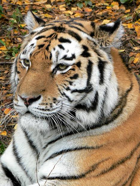Korkeasaaren viimeinen tiikeri lopetettiin hammasvaivojen vuoksi - Kaupunki  