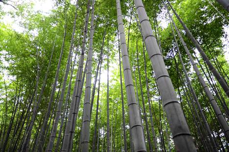 Tämä bambumetsä kasvaa Japanissa.