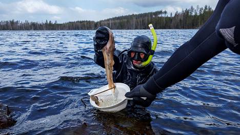 Metsähallituksen luonnonsuojelun erityisasiantuntija Miina Auttila sukeltaa saimaannorpan pesäpaikoilla jäiden lähdettyä. Tältä pesäpaikalta Pihlajavedellä löytyi norpan istukka.