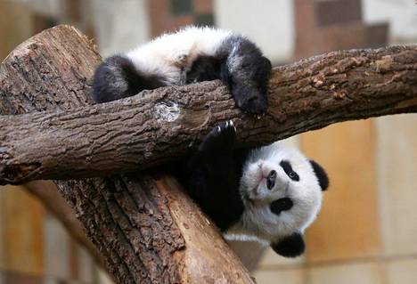 Wienin Schönbrunnin eläintarhassa elävä panda Fu Feng kiipeili puussa maaliskuussa.