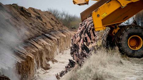 Koronavirus | Tanskan hallitus haluaa kaivaa lopetetut minkit ylös haudoistaan ja tuhkata ne
