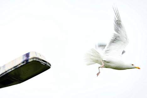 The seagull took off from a street lamp in Vesisaari.