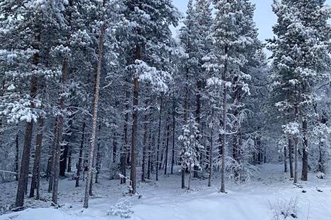Yrittäjä ja poromies Asko Länsmanin jalostuslaitoksen lähimaastossa Karigasniemessä oli tiistaina reilusti lunta, mutta muuten sää oli lauha.