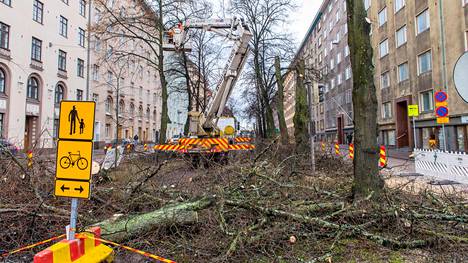 Helsinki kaataa lisää puita Mechelininkadulta – 50 lehmusta nurin tällä viikolla