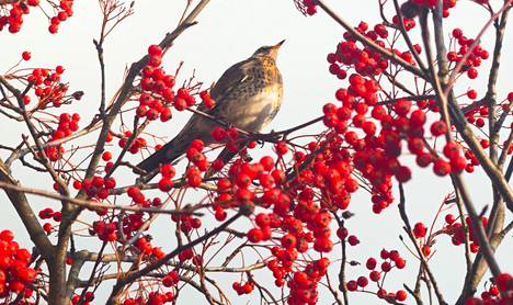 Even on a rowan branch, the bird has to watch for dangers.