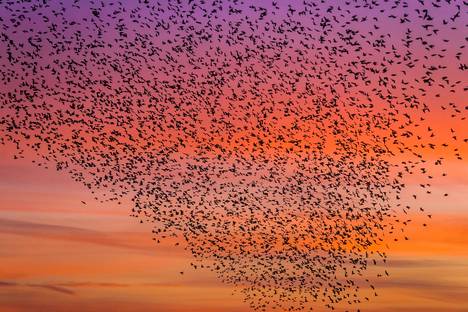 A flock of stars on an evening flight in Macdonald's home region of Suffolk, UK.