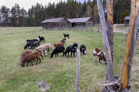 Luontokato yritetään pysäyttää Suomessa vuoteen 2030 mennessä: Helmi-ohjelma  sisältää kymmeniä toimenpiteitä - Kotimaa 