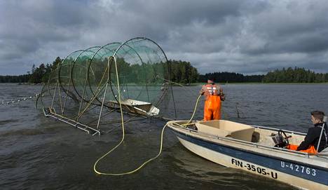 Kalastaja Ben Henrikson kalasti lahnaa, särkeä, ruutanaa ja toutainta Ruotsinpyhtäällä vuonna 2012.