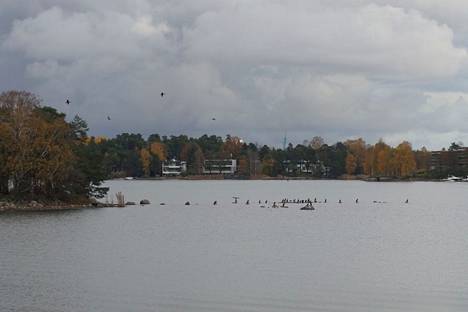 From the beginning of the week, there were about 30 cormorants in Porsta in Kuninkaanlahti.