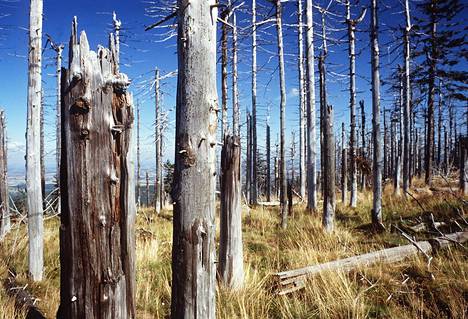 Happosateet tuhosivat laajoja metsäalueita Keski- ja Itä-Euroopassa. Kuva on Puolan Szklarska Porebasta vuodelta 1998.