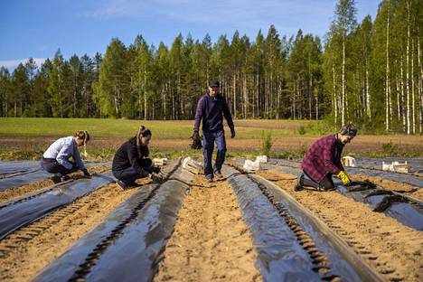 Venäläiset ja ukrainalaiset kausityöläiset istuttivat taimia mansikkatilalla Suonenjoella kesäkuussa 2020.