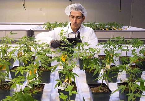 Dale Wilesack Aurora Cannabis -yhtiöstä katselee kannabiksen taimia Montrealin-toimitiloissa vuonna 2017.
