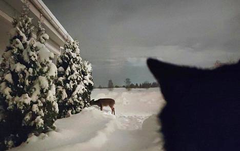Mauno-kissa vahtii ikkunasta, kun Kaisa Kurhilan pihalla tepastelee peura.