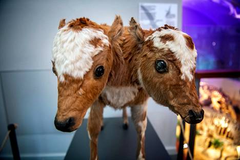 Kaksipäinen vasikka on jo yli 90 vuotta vanha. Se on säilyttänyt asemansa yleisösuosikkina Luonnontieteellisessä museossa sukupolvesta toiseen.