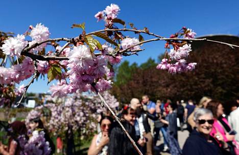 Ihmisiä ja kukkiva kirsikkapuu Roihuvuoressa Helsingissä 20. toukokuuta 2023.