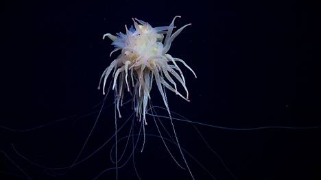 Siphonophora polyps resemble spaghetti.