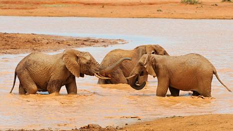 Zimbabwe myy kuivuuden vuoksi yli 90 norsua Kiinaan ja Dubaihin