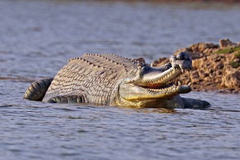 Krokotiileihin kuuluva gaviaali kuvattuna Intiassa vuonna 2017. Krokotiilit ovat kilpikonnien ohella suurimmassa vaarassa olevia matelijoita.