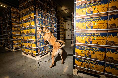 Belgialaisviranomaiset esittelivät tiistain tiedotustilaisuudessa kuvaa belgianpaimenkoirasta tutkimassa banaanilaatikkoja huumeiden varalta.