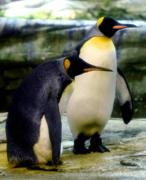 Koiraspingviinit Ping ja Skipper elävät parina Berliinin eläintarhassa. Ne ovat hoitaneet yhdessä emonsa hylkäämää poikasta.