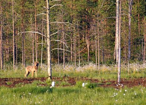 Luonnonvarakeskuksen arvion mukaan Suomessa oli maaliskuussa 2022 noin 290 sutta. Tämä susi kuvattiin vuonna 2019 Kuhmossa. 