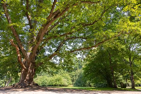 Kuvassa on Träskändan ja samalla koko Espoon paksuin yksirunkoinen puu. Yli 300-vuotias tammi on ympäryysmitaltaan noin 5,5 metriä.
