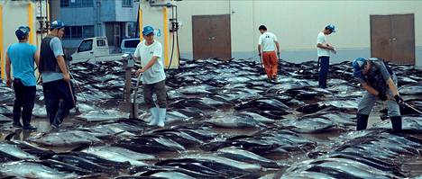 Pyydettyä, myyntiin menevää tonnikalaa Japanissa. Seaspiracy-dokumentissa seurataan muun muassa Japanissa tapahtuvaa tonnikalakauppaa ja delfiinien tappamista.