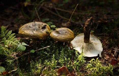 Vielä 1990-luvulla erinomaisena pidettiin sientä, joka voi aiheuttaa  myrkytystilan – Asiantuntija kertoo asioista, jotka sienimetsällä on tärkeä  tietää - Ruoka 
