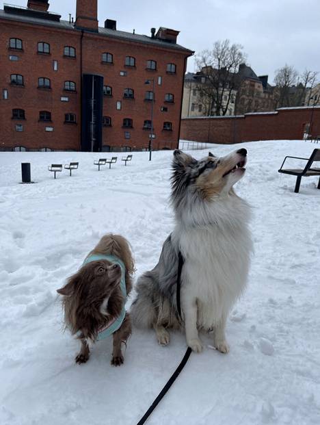 Yoda ja Sydeny ovat Katajannokan koiria. Edellinen talvi oli luminen ja kylmä, mutta silloin katujen suolaaminen ei aiheuttanut kipukohtauksia.