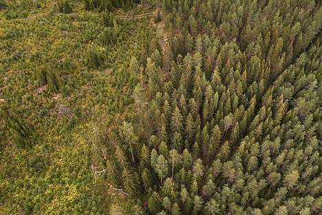 EU:ssa halutaan suojella vanhat metsät. Käsitys vanhan metsän rajauksesta kuitenkin vaihtelee.