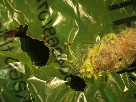 Vahakoisan toukat eivät vain popsi muovikasseja vaan erittävät entsyymiä, joka hajottaa muovia luonnonmukaisesti.