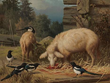Ferninand von Wrightin maalaus Sikoja ja harakoita on vuodelta 1875. Siinä näkyvää maatiaissikarotua ei enää ole. Eläinten jalostuksessa on tähdätty nopeatuottoisiin ja suuriin eläimiin, ja maatiaissika on saanut väistyä.