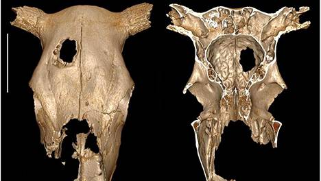 Kivikautisen lehmän kallosta löytyi ammottava reikä – muinaiset ihmiset harjoittelivat ehkä kallonporausta eläimillä