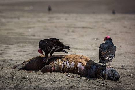 Haaskalinnut tutkailivat kuollutta merileijonaa rannalla Aricassa huhtikuun alussa.