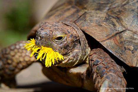 The British Edgar tortoise's favorite food is dandelion flowers and leaves.