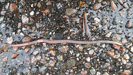 Earthworms should not be eaten because they contain all kinds of bacteria.