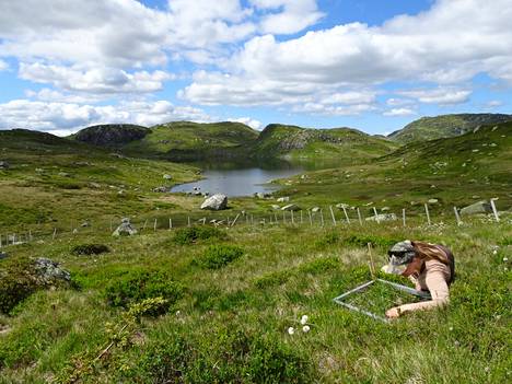 Katajavuori tunnisti tunturikasvilajeja Norjan Setesdalsheienessä väitöskirjaansa varten kesällä 2019.