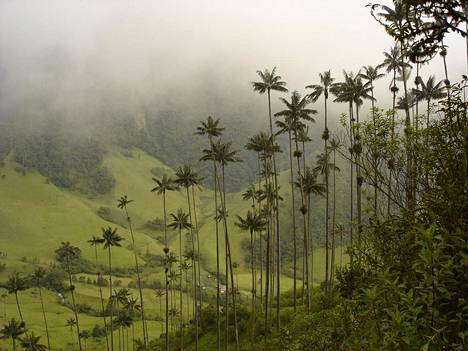Vahapalmuja Cocoran laaksossa Kolumbiassa.