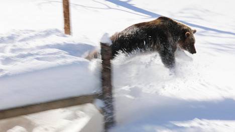 Ranuan karhut heräsivät kevääseen – video näyttää ruskeakarhu Jemman ilmalennon ja kuperkeikan