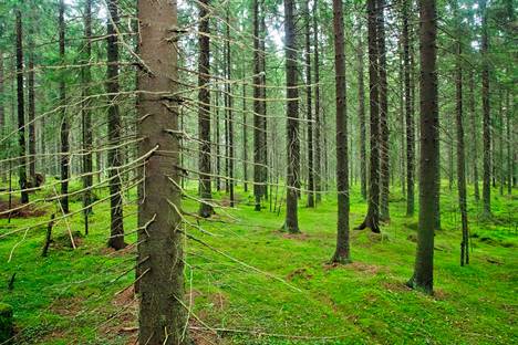 Harvennetussa metsässä jokaisella puulla on tarpeeksi tyhjää tilaa kasvaa.
