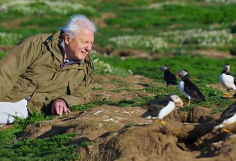 David Attenborough Wild Isles -televisiosarjan mainosvideon pysäytyskuvassa.