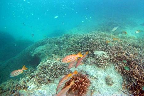 Australian Isolla valliriutalla Heron Islandin vesissä näkyi jo tammikuussa 2013 lämpenemisen takia haalistunutta korallia. HS:n kuvaaja ja toimittaja vierailivat riutalla tutustumassa korallikatoon. Kuvan ottamisen jälkeen tilanne on pahentunut.